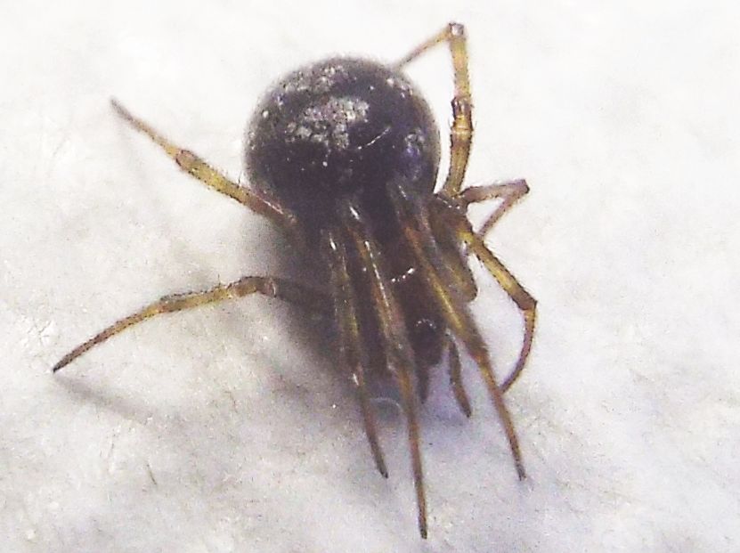Steatoda triangulosa...strana - Milano